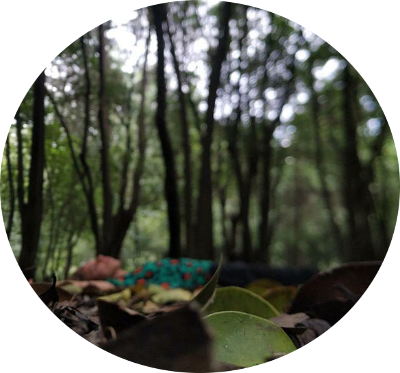 A person lying on the ground in a forest